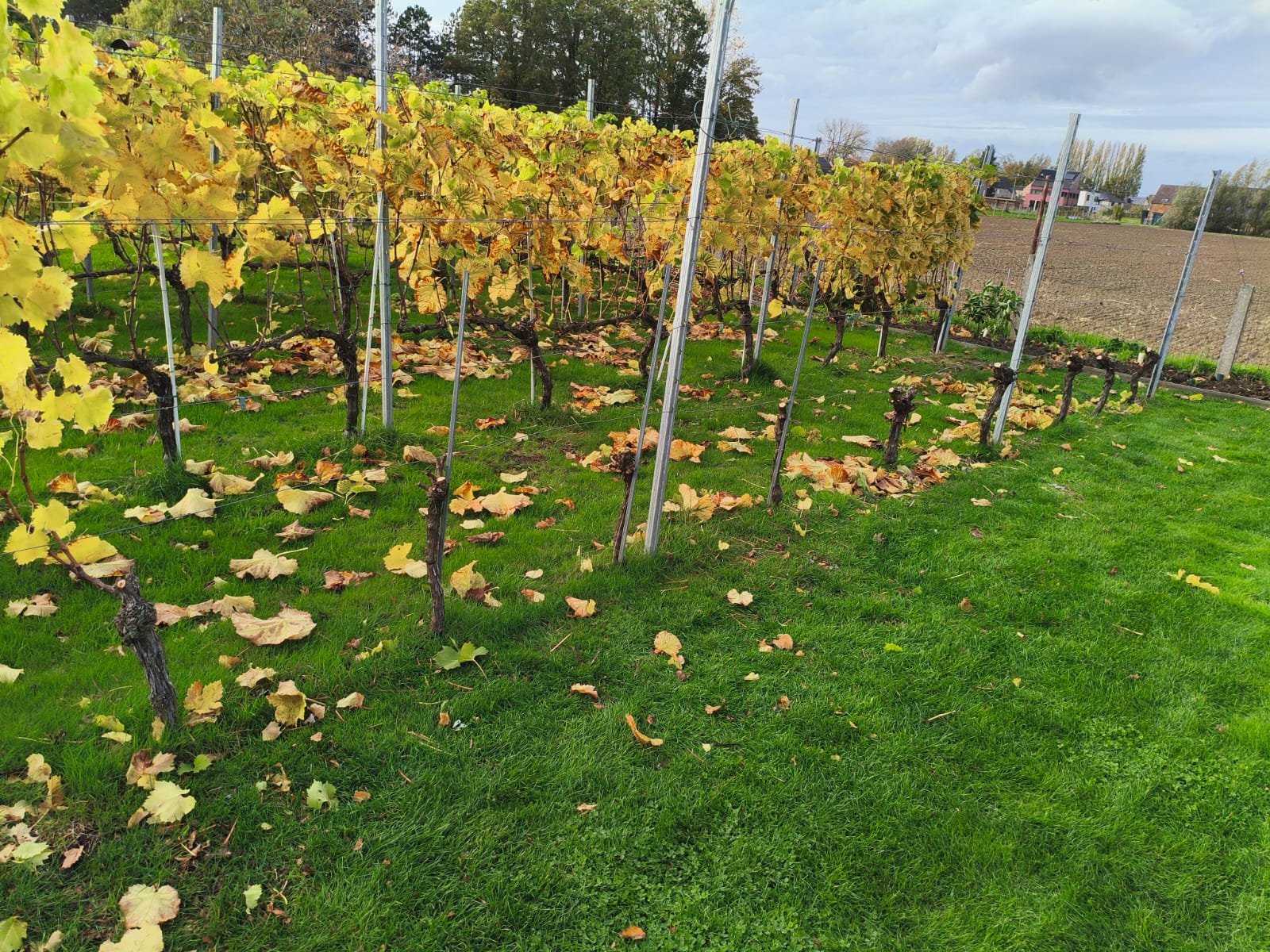 Voorbereiding rooiwerken