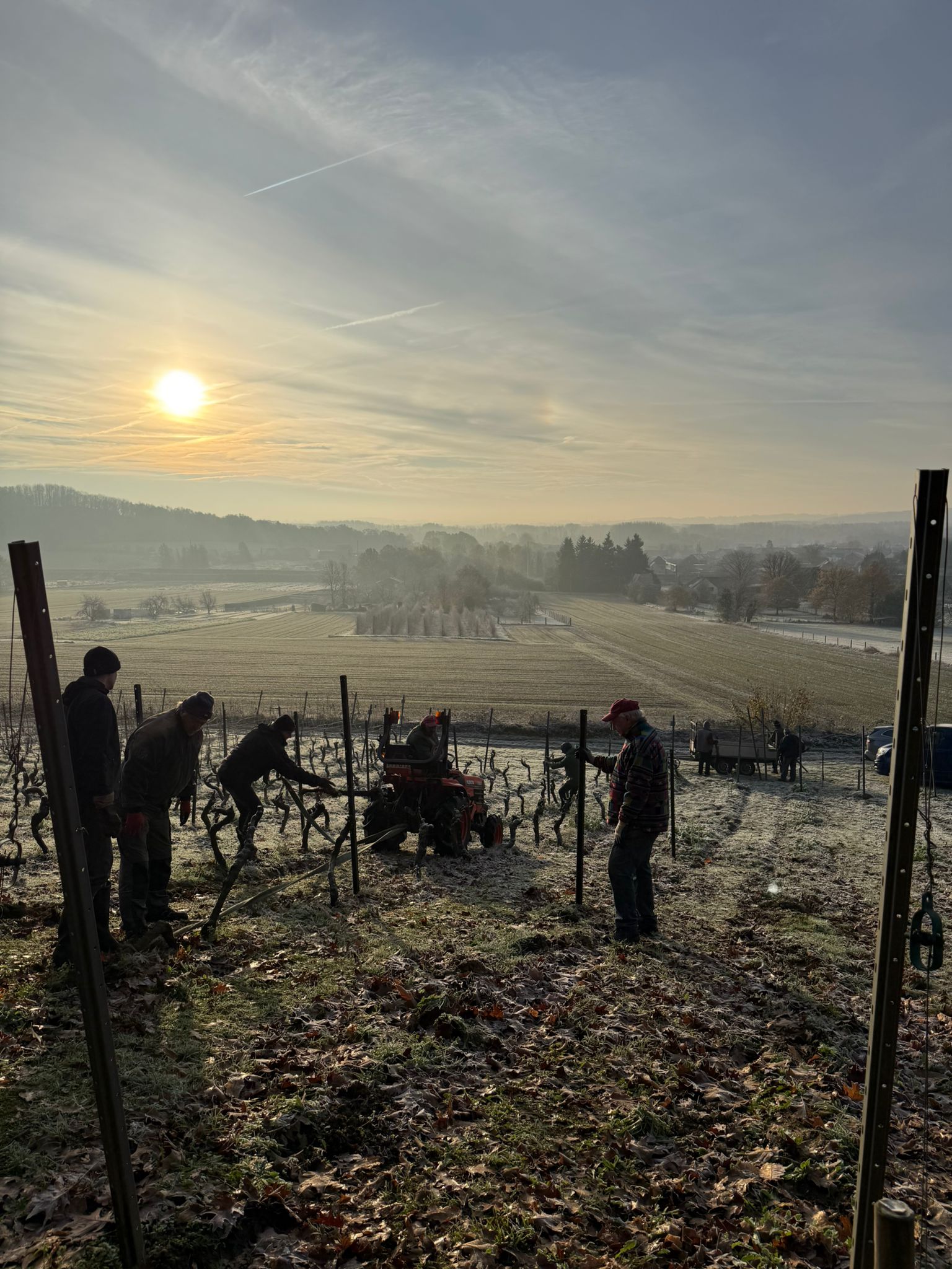 Rooien van Bacchus en Dornfelder